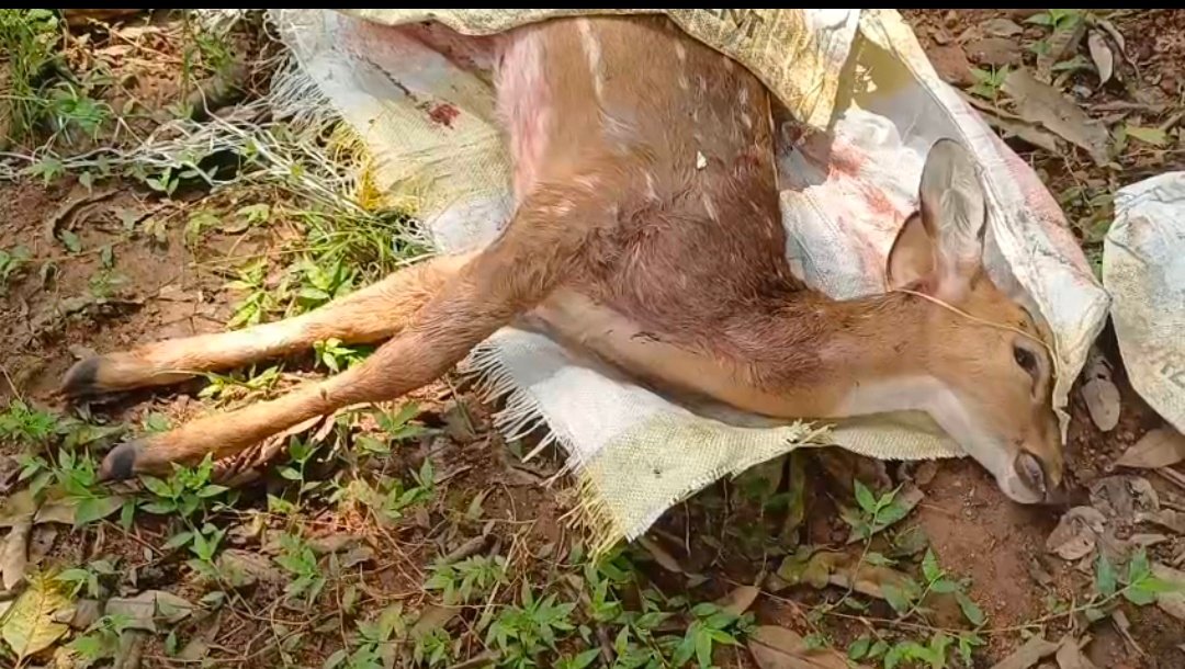 ବୁଲା କୁକୁରଙ୍କ ଆକ୍ରମଣରେ ଆହତ ମାଈ ହରିଣର ମୃତ୍ୟୁ
