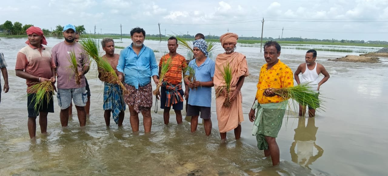 ଡ୍ରେନେଜ ବିଭାଗର ଅବହେଳା ଓ ଠିକାଦାରଙ୍କ ମନ ଇଚ୍ଛା କାର୍ଯ୍ୟ ପାଇଁ ଶହ ଶହ ହେକ୍ଟର ଧାନ ବିଲରେ ଜମି ରହୁଚି ପାଣି