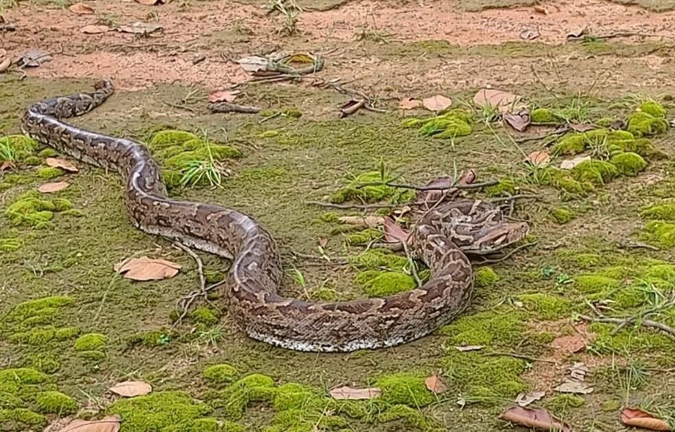 ଅଜଗର ସାପ ଉଦ୍ଧାର
