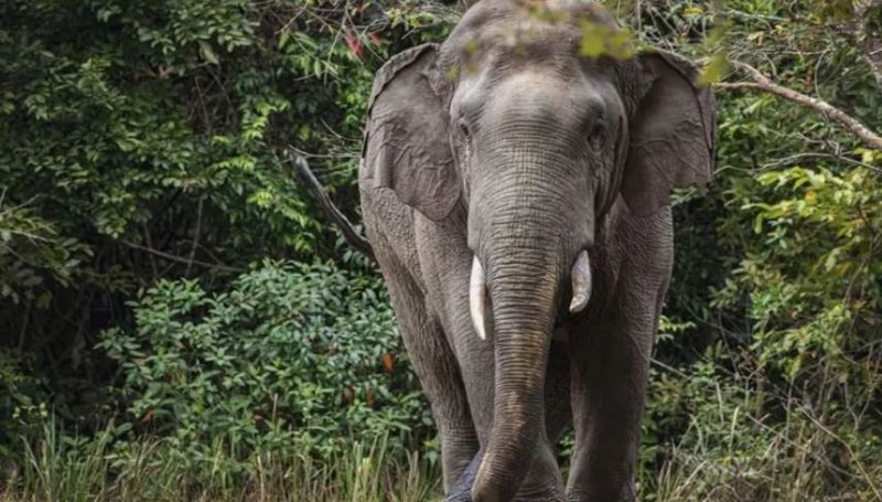 ହାତୀ ଆକ୍ରମଣରେ ଯୁବକ ମୃତ