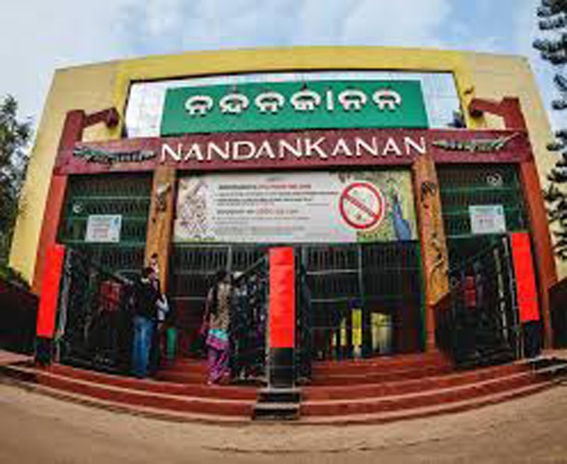 ନନ୍ଦନକାନନ ପ୍ରାଣୀ ଉଦ୍ୟାନର ଶୋଭାବୃଦ୍ଧି ପାଇଁ ଆସିଲେ ନୂଆ ଅତିଥି; ଜେବ୍ରା, କଙ୍ଗାରୁ ସମେତ ଆସିଲେ ୫୮ ପ୍ରାଣୀ