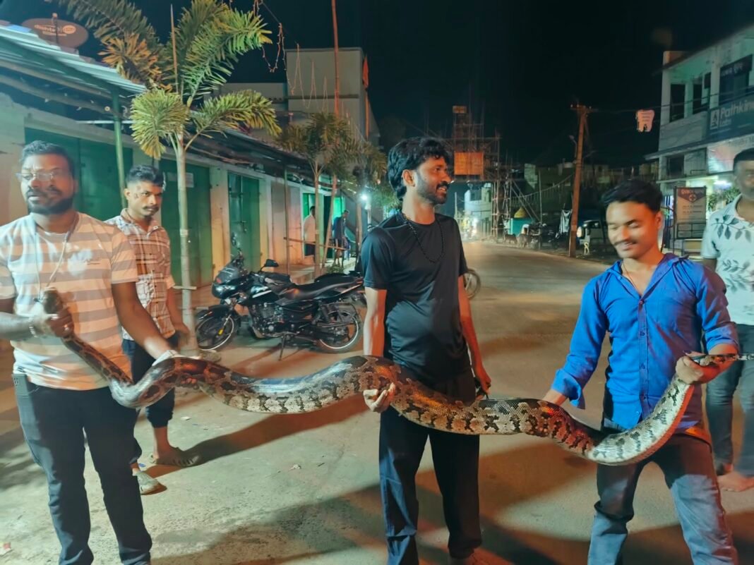 ୧୫ ଫୁଟିଆ ଅଜଗର ଉଦ୍ଧାର କଲା ସ୍ନେକ ହେଲ୍ପ ଲାଇନ