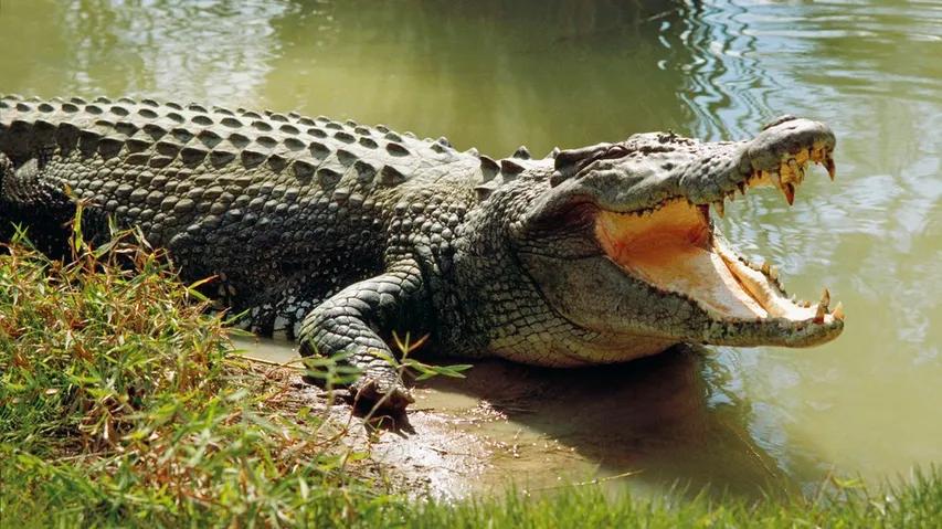 କୁମ୍ଭୀର ଆକ୍ରମଣରେ ଜଣେ ଯୁବକ ଗୁରୁତର